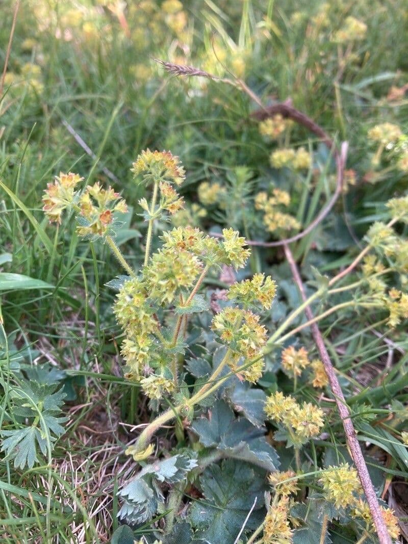 Alchemilla flabellata 3