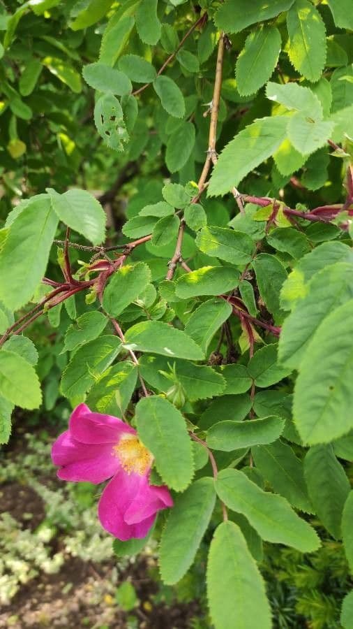 Rosa 14