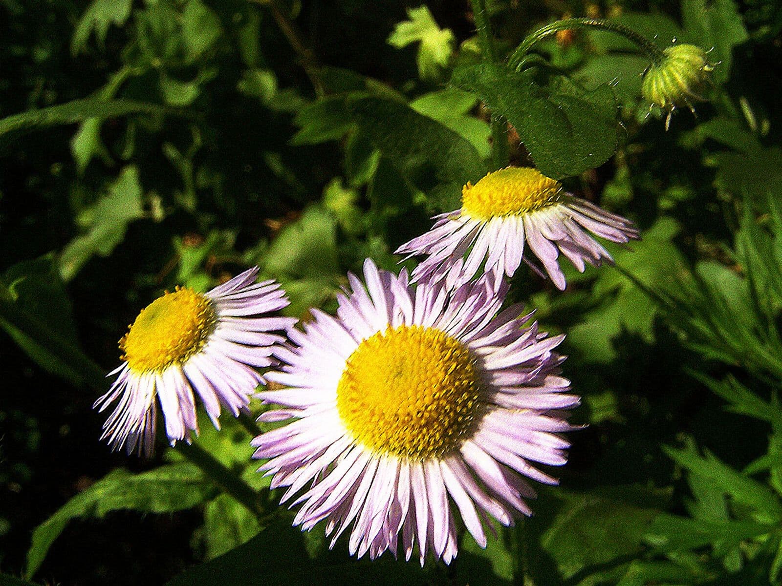 Cieľovka 5