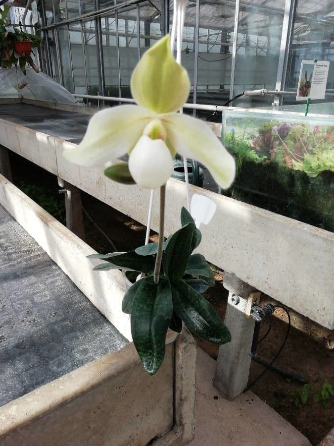 Orchidea 2