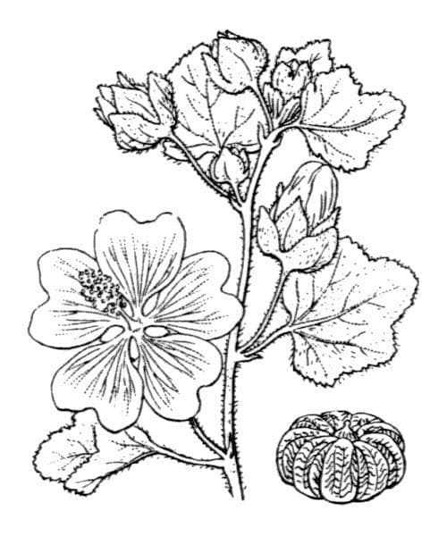 Malva subovata 27