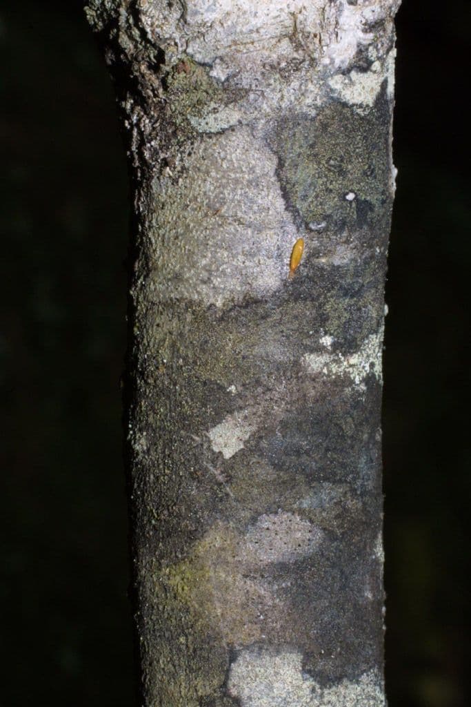 Viburno de hojas de arce 22