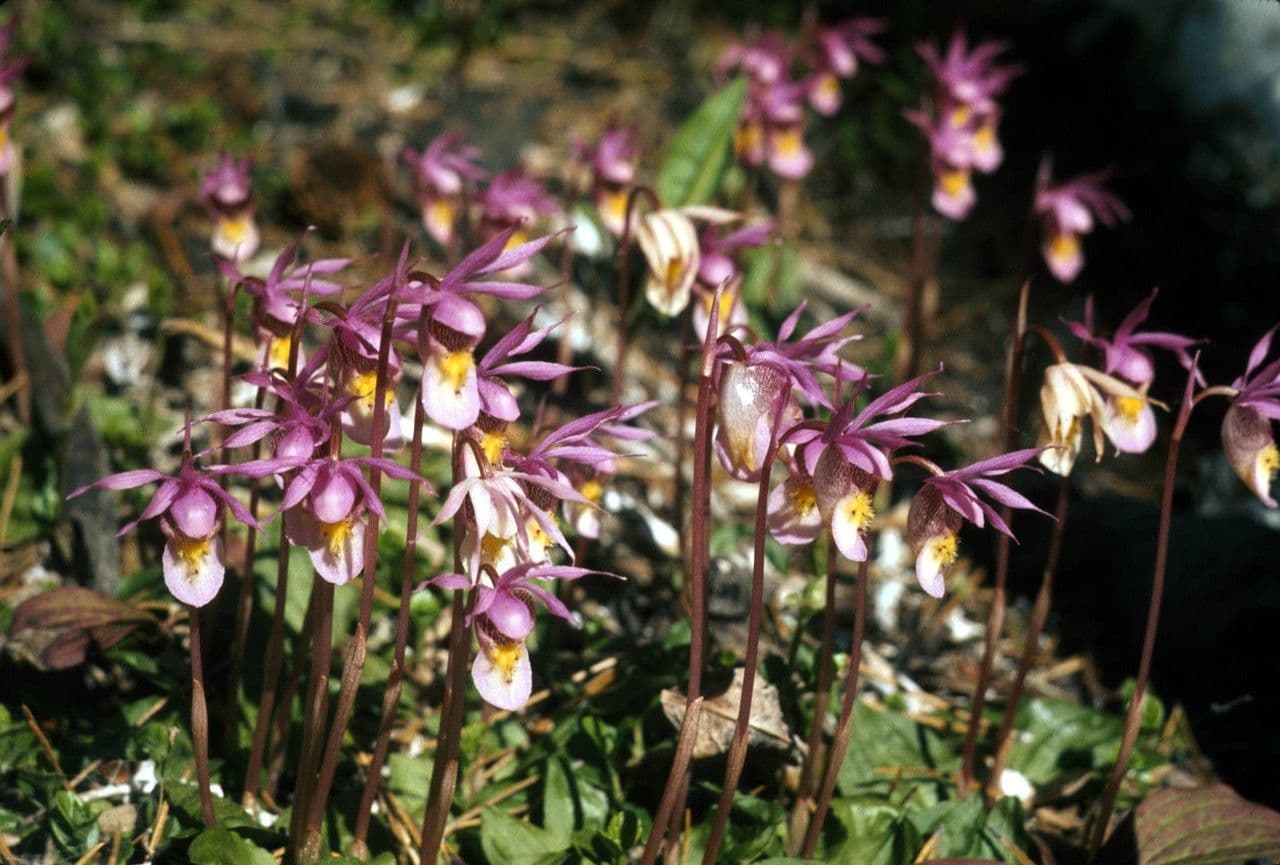 Calypso bulbosa 10