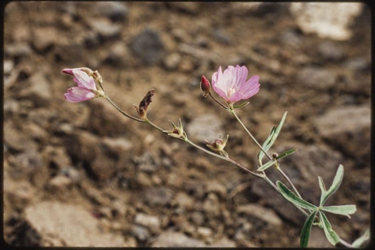 Sidalcea cerosa 6