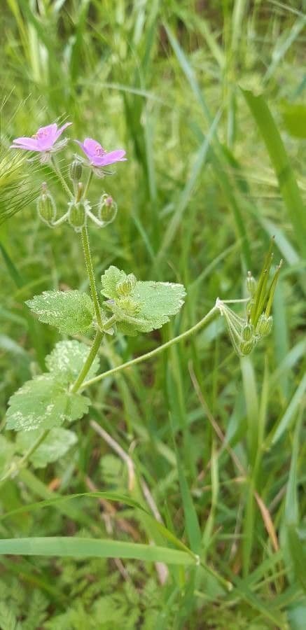 Erodium aethiopicum 10