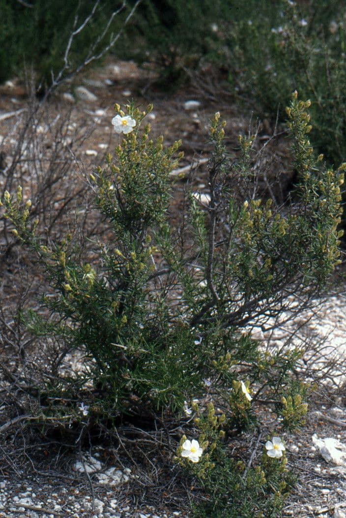 Cistus 8