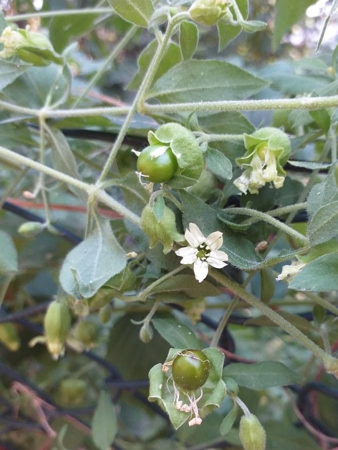 Hühnerbiss 8