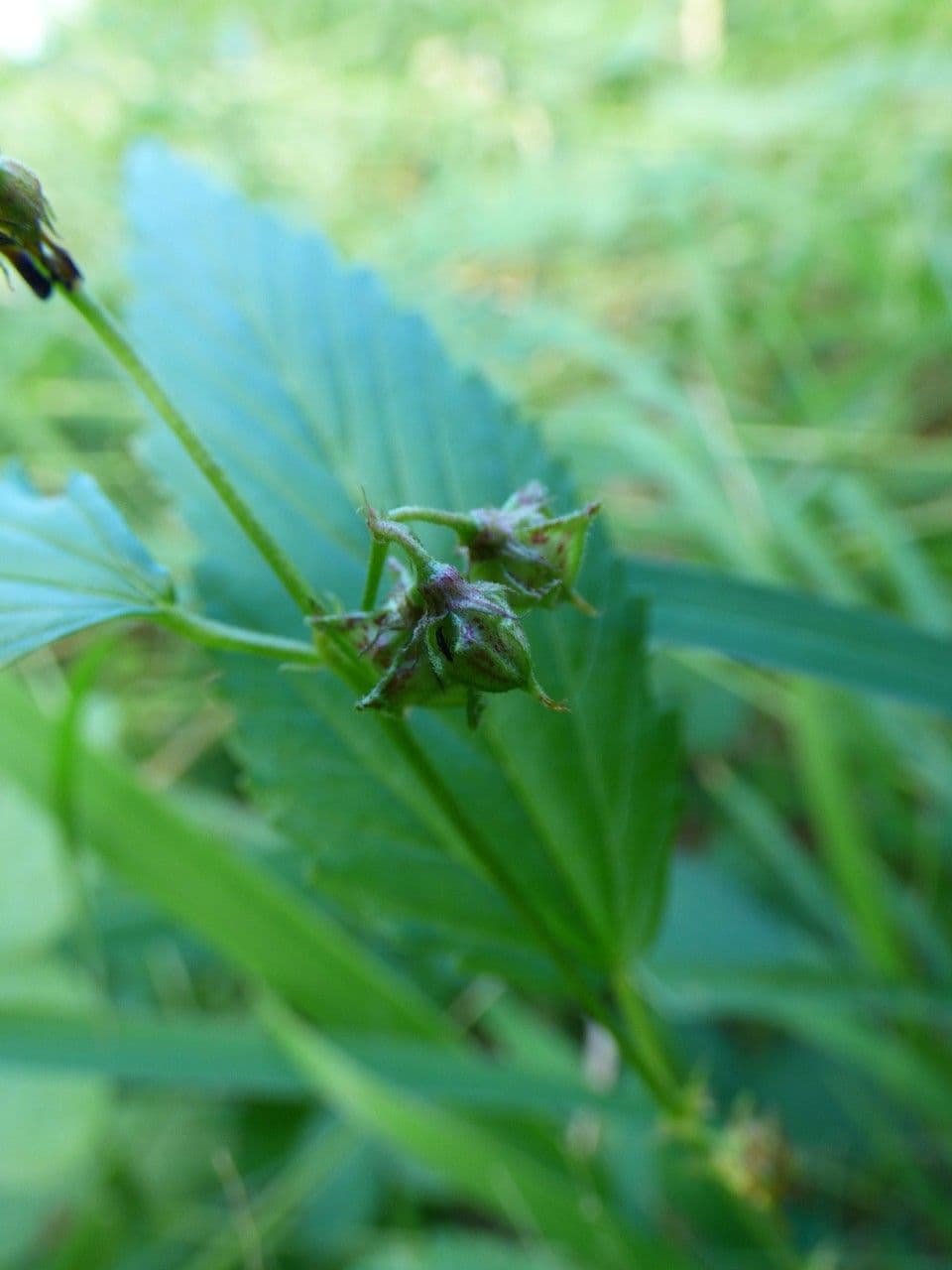 Pyramidenblume 3