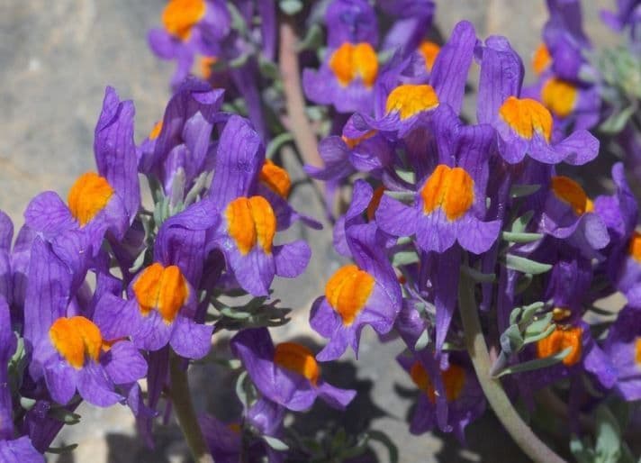 Linaria alpina 7