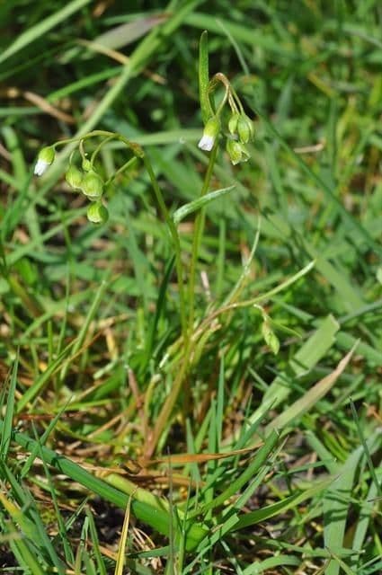 Montia lineare 6
