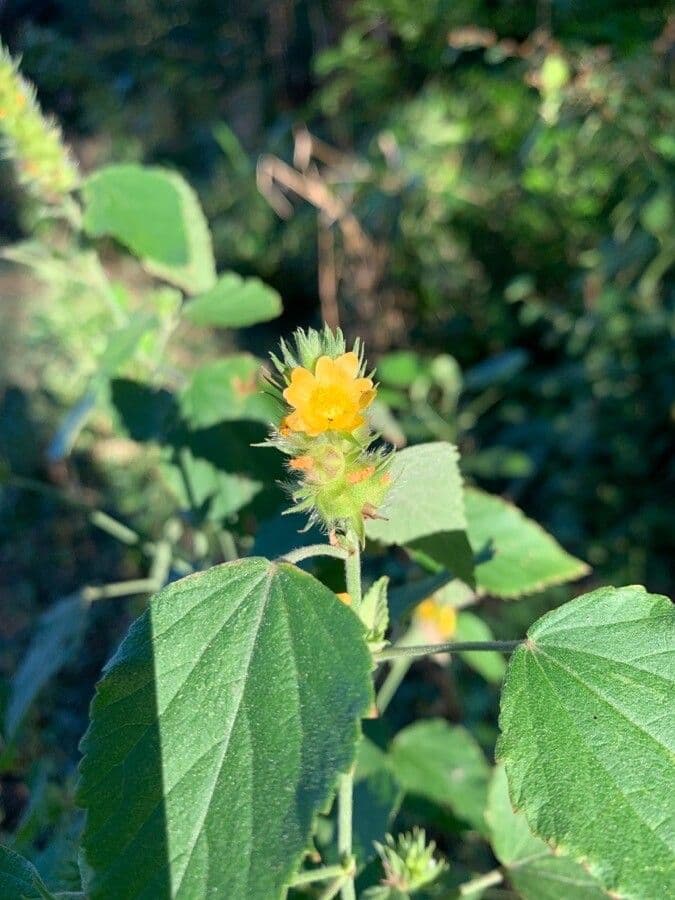Malvastrum americano
