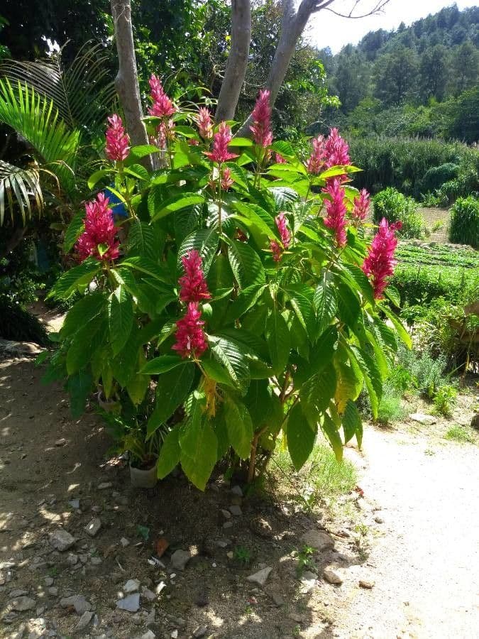 Mantello rosso brasiliano 6