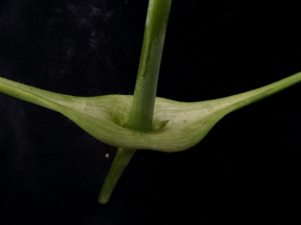 Clematis connata 11