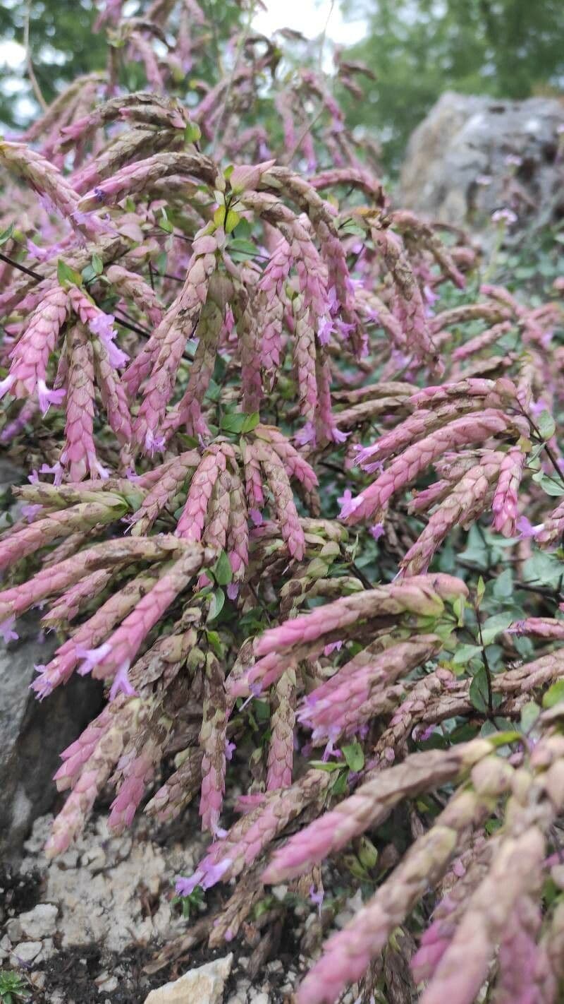 Oregano