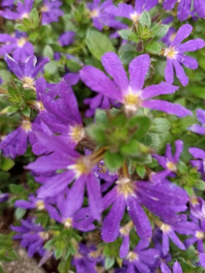 Scaevola 4