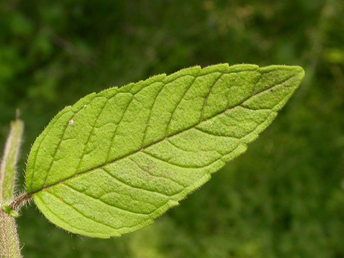 Blephilia ciliata 11