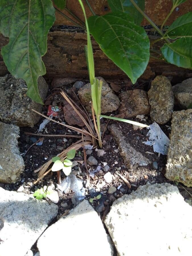 Citronella 11
