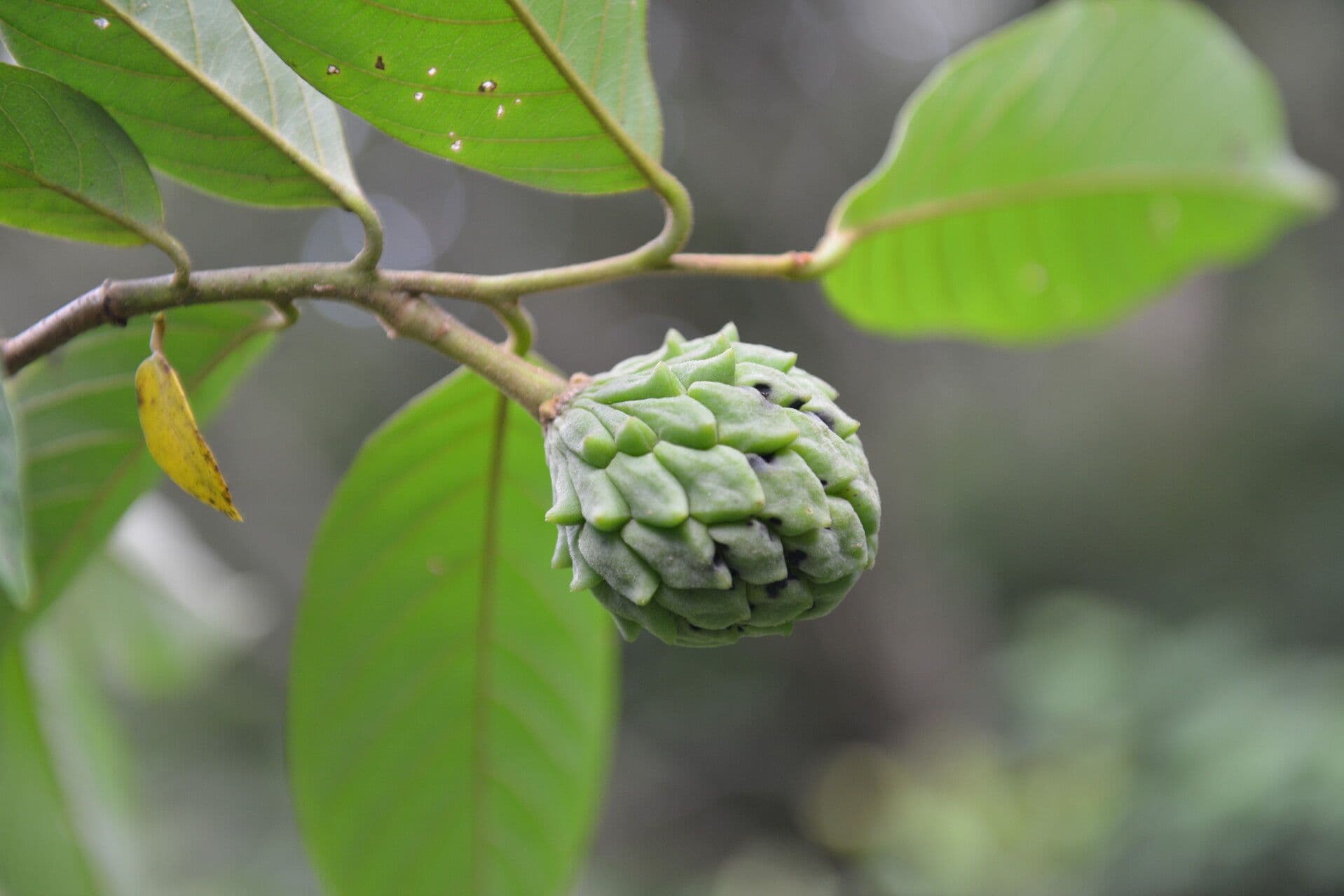 Annona 3