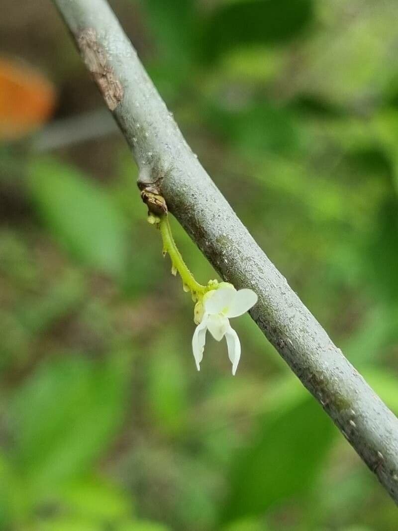 Dalbergia 3