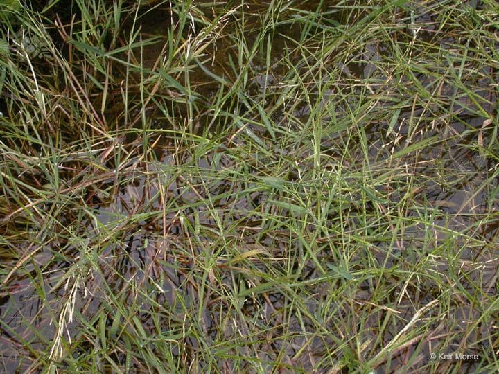 Gras-Mannagras 4