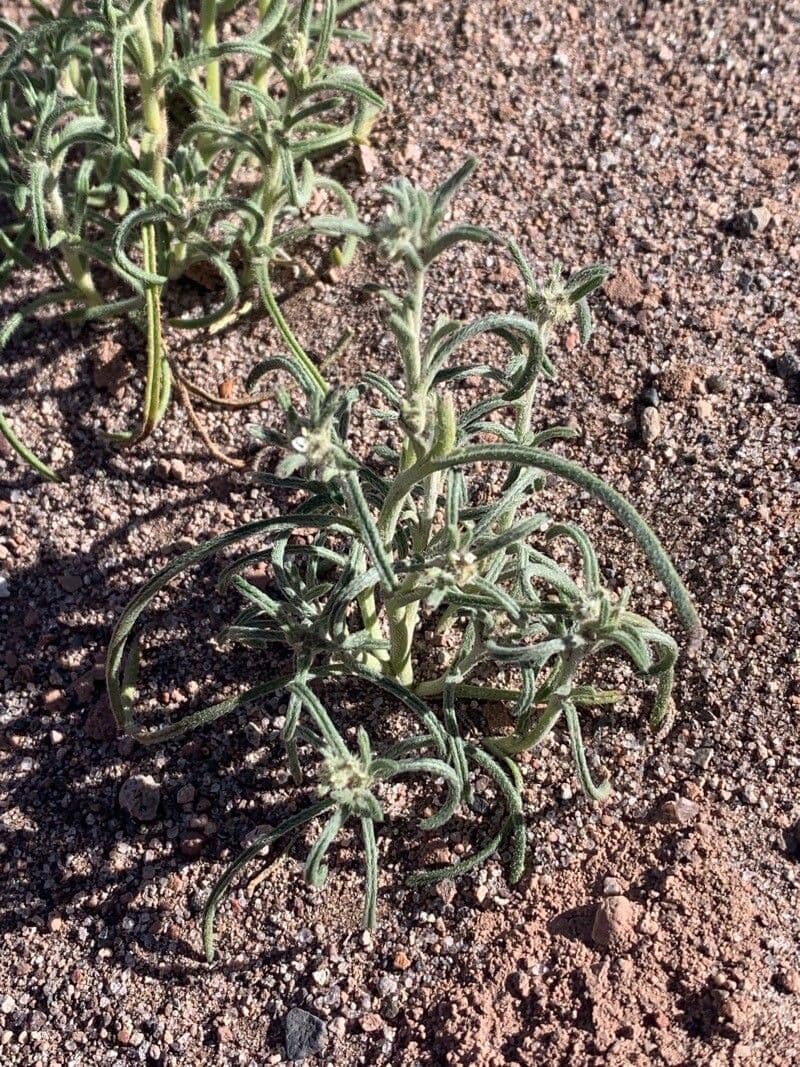 Cryptantha pterocarya 15