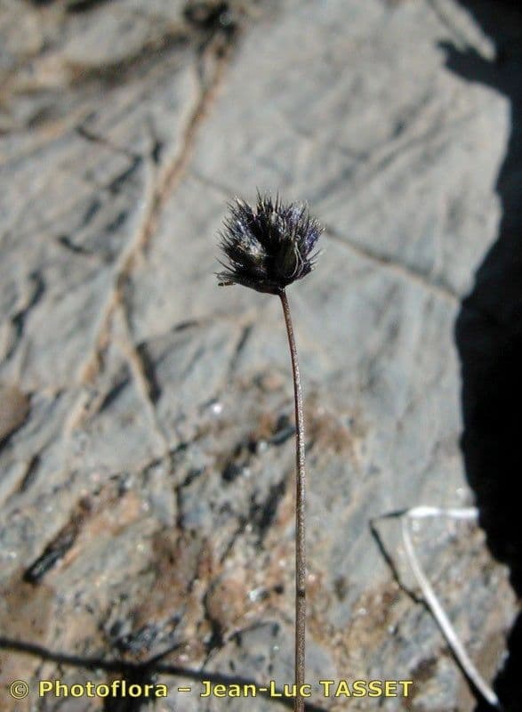 Psilathera 5