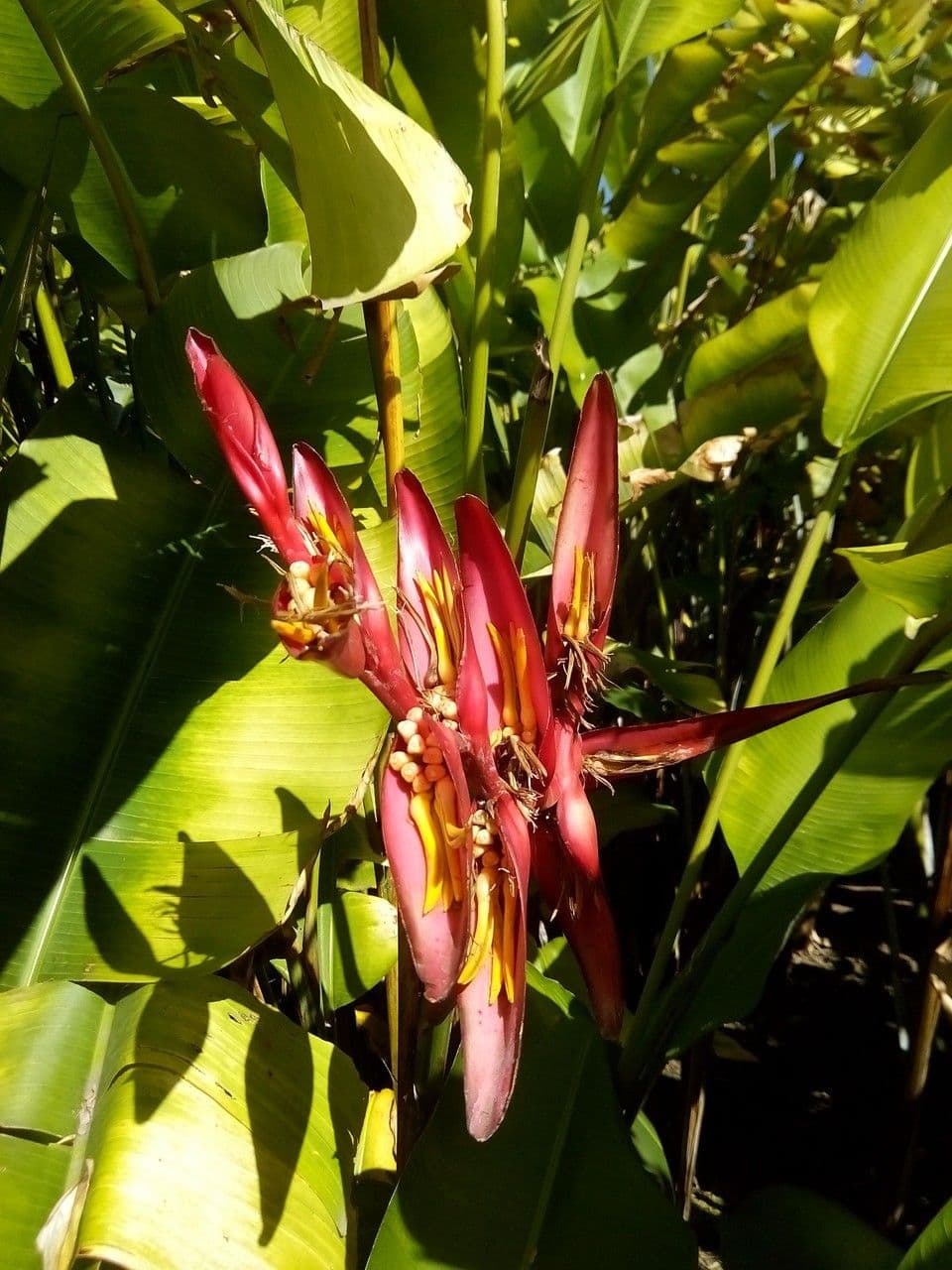 Heliconia eretta 5