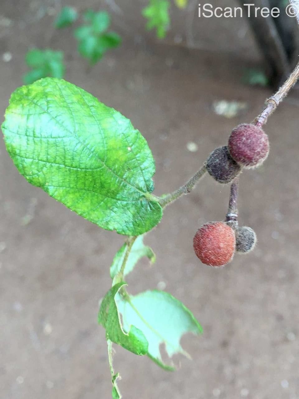 Grewia 5