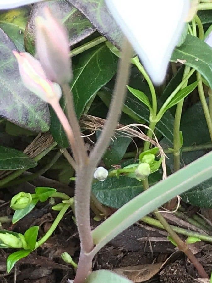 Clusius-Tulpe 20