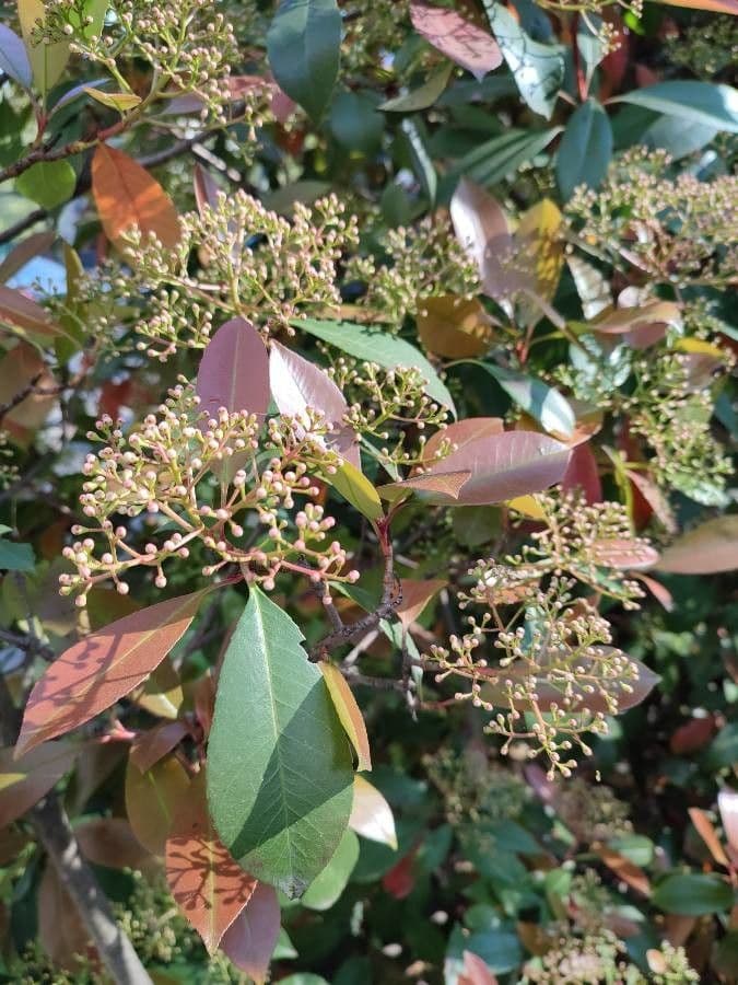 Photinia serrata 4