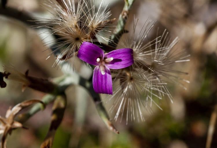 Pleiacanthus spinosus 2