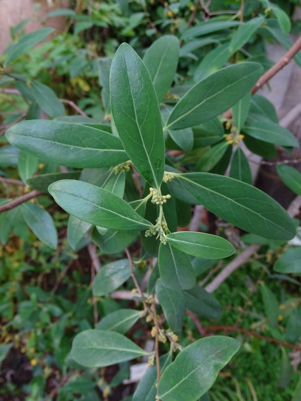 Azara 6