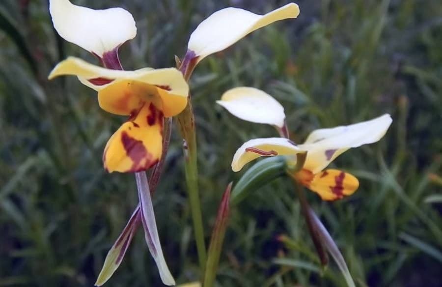 Diuris