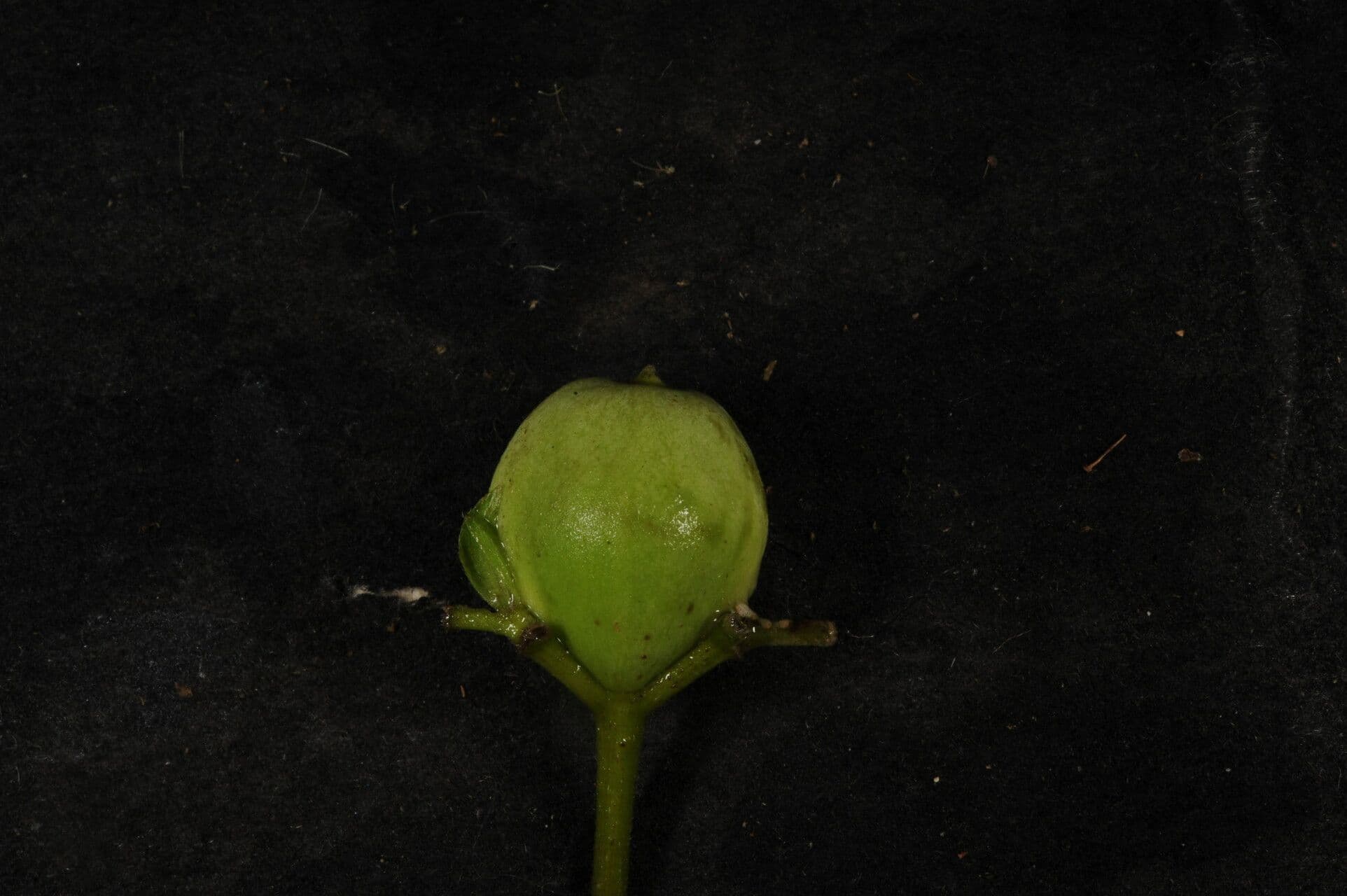 Guettarda 2