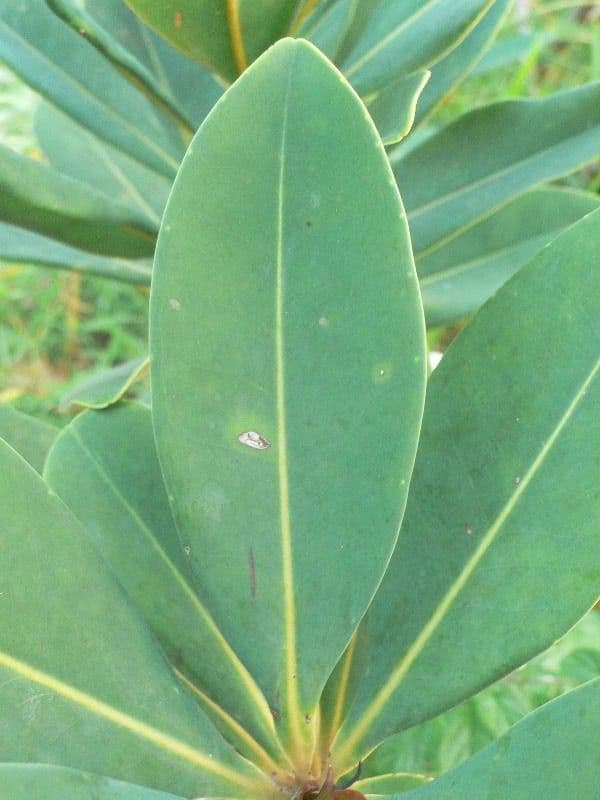 Guayanischer Norantea 15