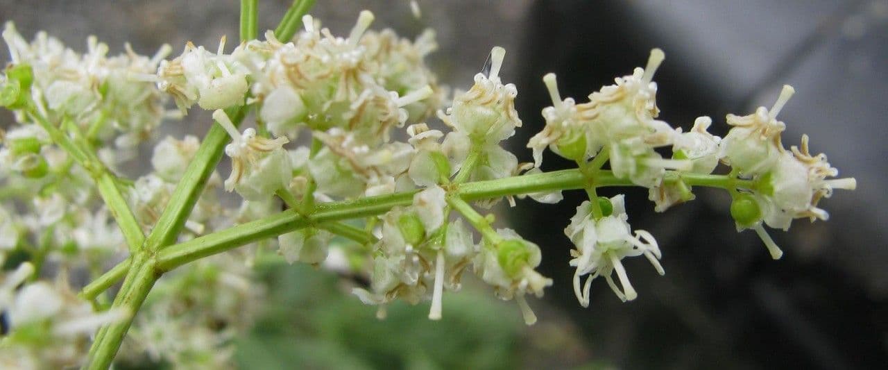 Miconia minutiflora 5