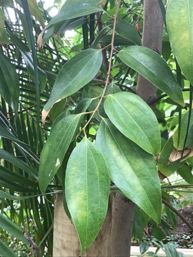 Cinnamomum