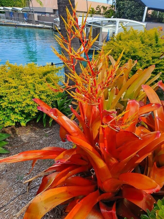 Aechmea 11