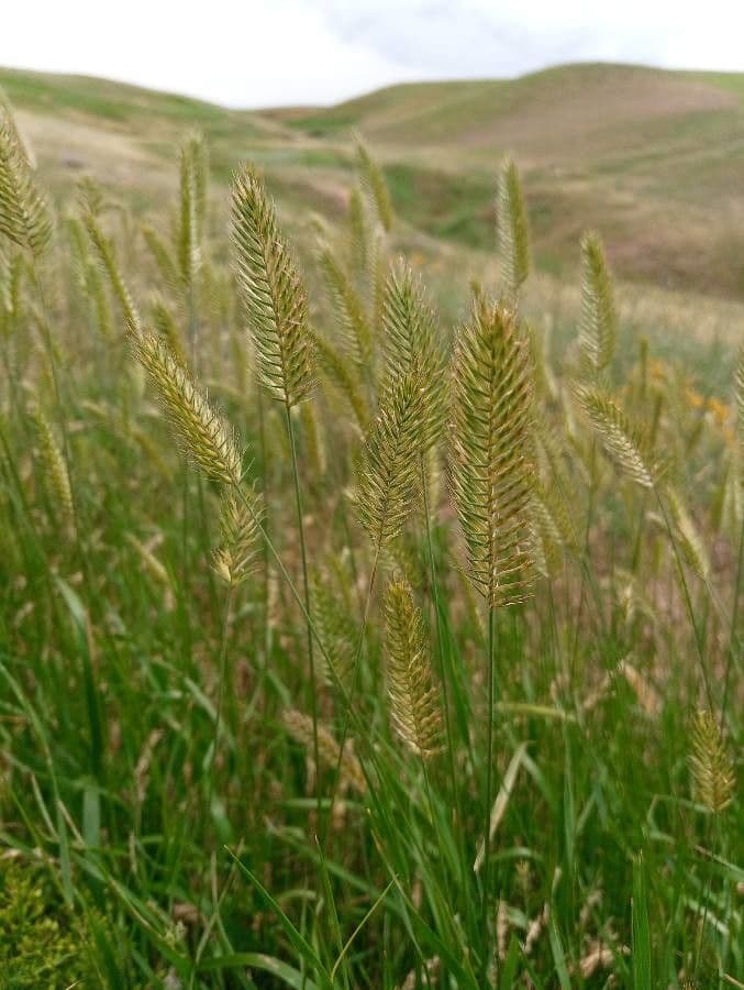 Gramigna crestata 9