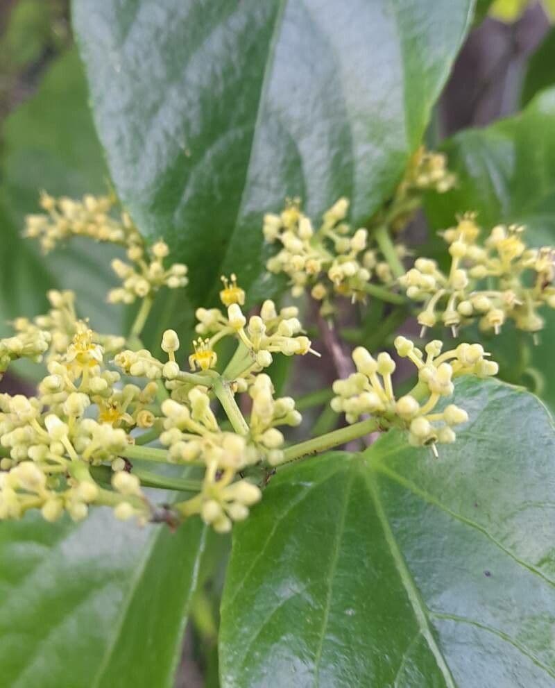 Ranken-Traubenbaum 6