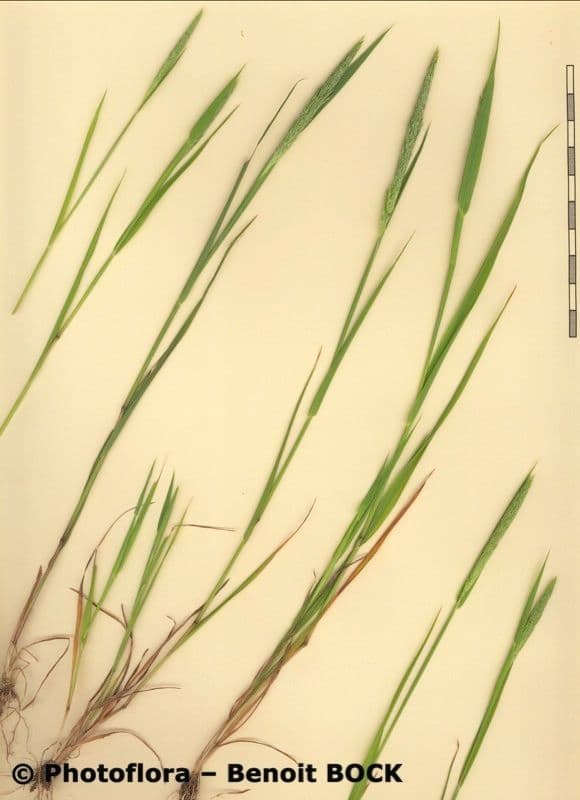 Nit grass 25
