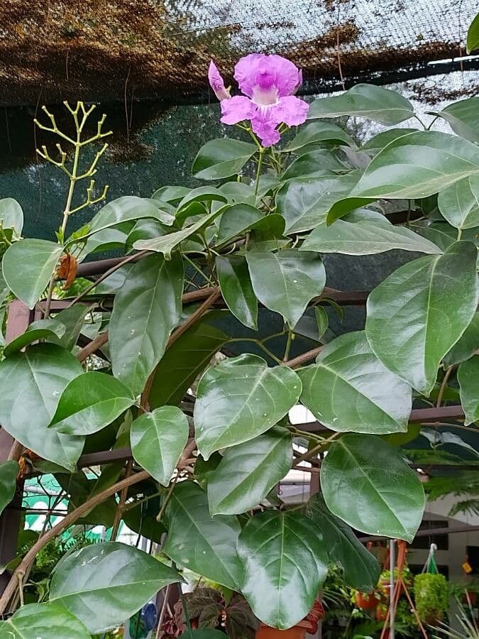Bignonia magnifica 9