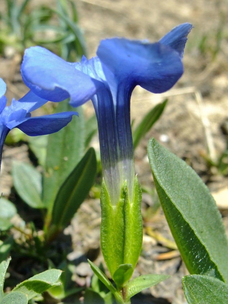 Genziana minore 4