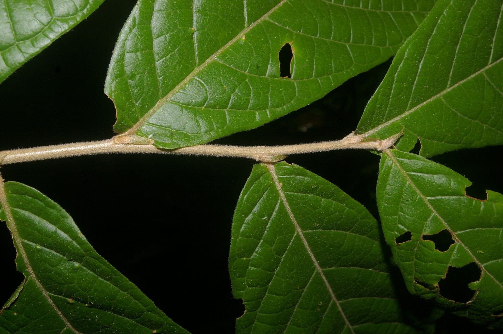 Dichapetalum donnell-smithii 3