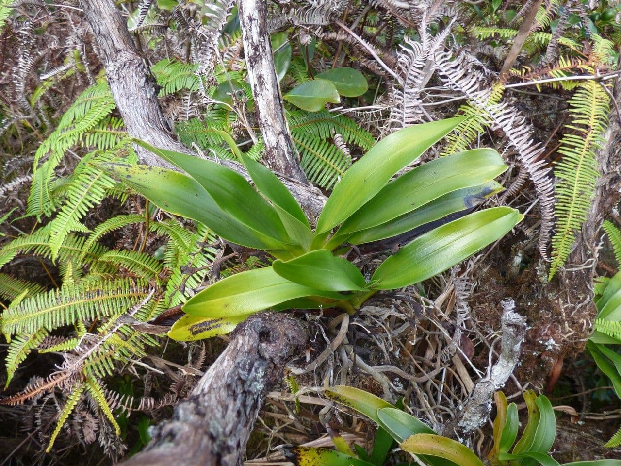 Angraecum 4