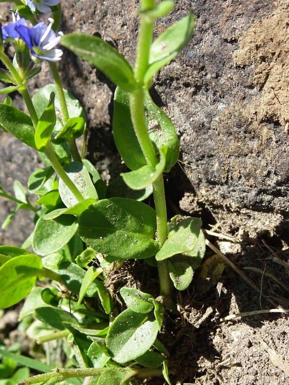 Veronica serpilifolia 17