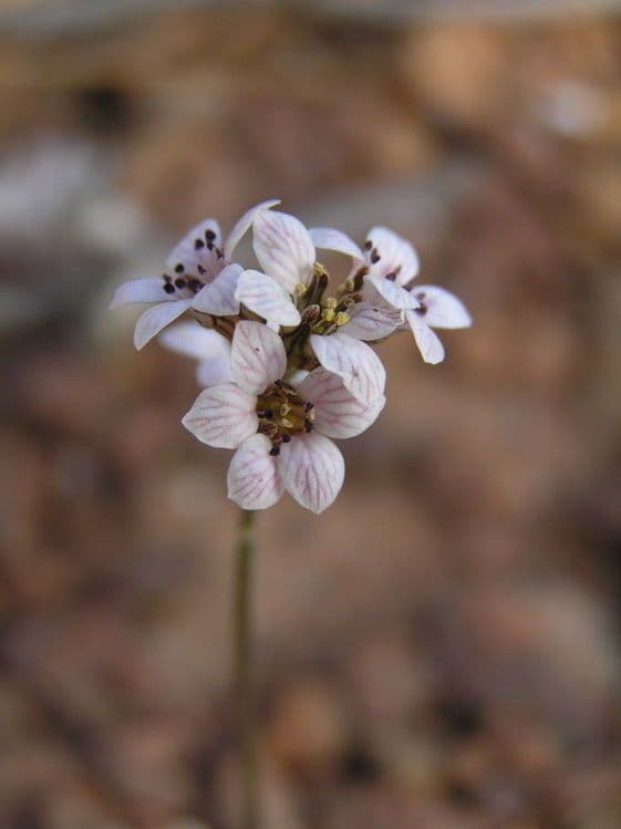 Jepsonia
