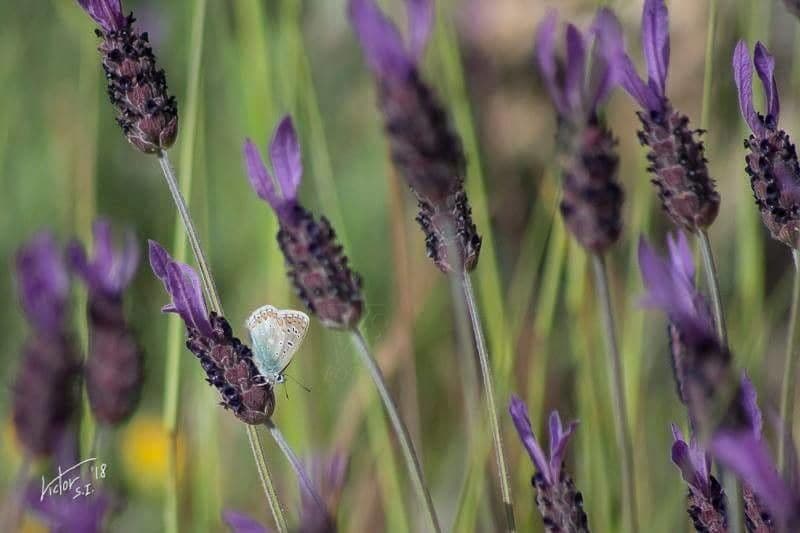 Lavanda selvatica 7