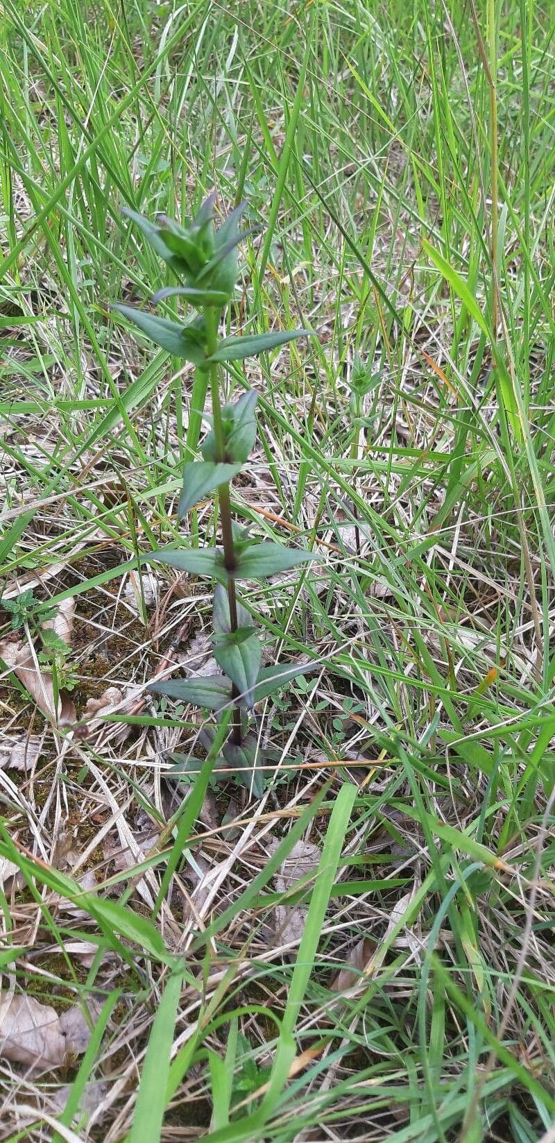 Genziana tedesca 18