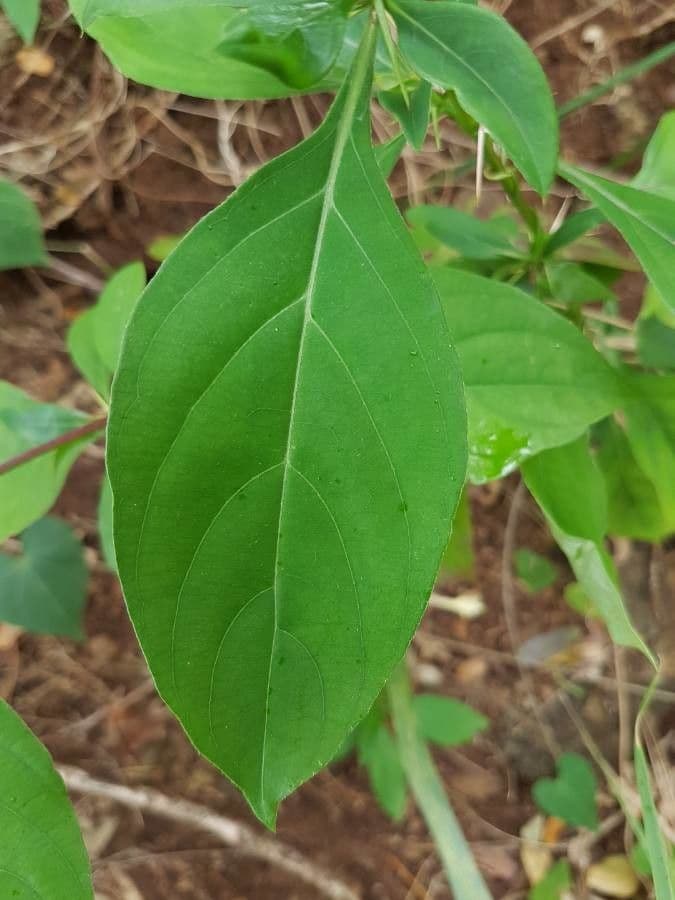 Barleria spinosa 11